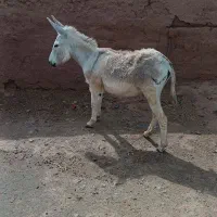خرر