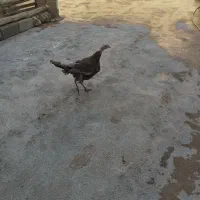 جوجه بوقلمون جوجه مرغ بامردشان