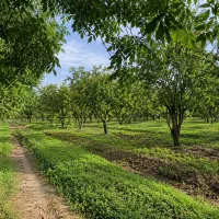 فروش زمین با کاربری  کشاورزی و باغ