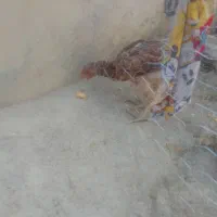 خروس ومرغ وجوجه