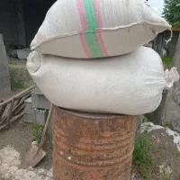 آکوته