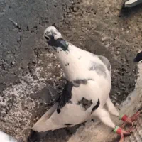 کفتر پلنگ ماده