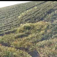 نخود سبز|عمده‌فروشی|نهاوند, |دیوار