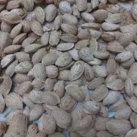 بادام کاغذی