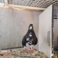 کبوتر