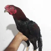 فروش خروس لاری