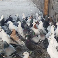 دسته کفتری ی دندونه ب شرط هوا