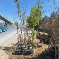 درختان میوه درشت مخصوص پایان کار ویلا و باغ