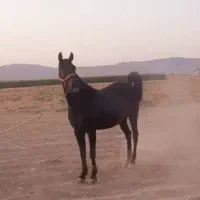 اسب مادیان