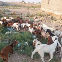 55عددبز افغانی دقلوزا وابستن نر و ماده در شادگان