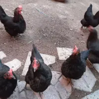 ۷ تامرغ