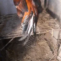 معاوضه با دوتا غاز