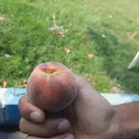 هلو کرست