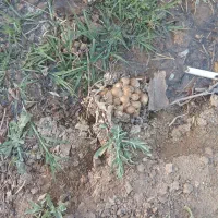 فروش فوری زمین گلخانه