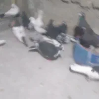 کبوتر فروشی یا معامله
