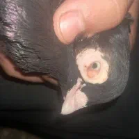کفتر|پرنده|مسجد سلیمان, |دیوار