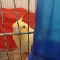 جوجه عروس هلندی چشم شرابی