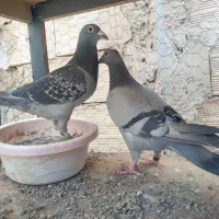 چاپی پلاکی مسافتی
