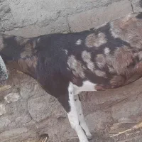 بز اوستن