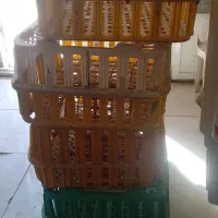وسایل کامل مرغ فروشی