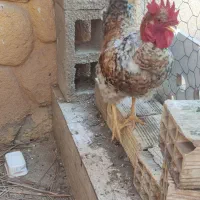 خروس و مرغ