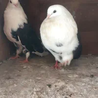 کبوتر دوکت تهرانی