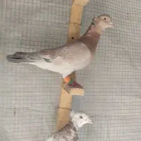 کفتر. سار کاکلی و بزک. مفت