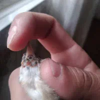 سهره ماده نشان دار