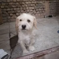 سگ شیتزو