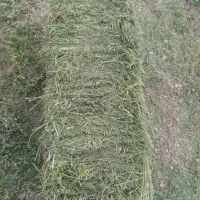 یونجه پرس شده خشک