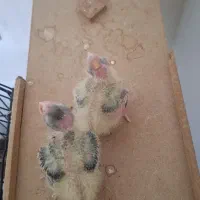 عروس هلندی
