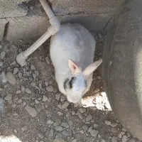 دوتا خرگوش نر سرحال