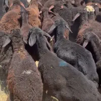 گوسفند