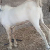 بز نر یک سال