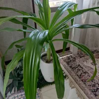 گل اشک ملکه