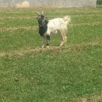 چپش بز میش گوسفند