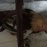 مرغ وخروس