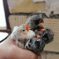فنچ پنگوعنی ولپ سیاکاکلی وکینگ تعداد
