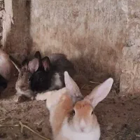 خرگوش واگذارمیشود