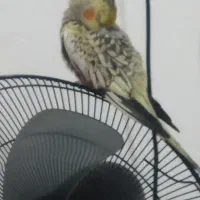 گمشده عروس هلندی مرواریدی