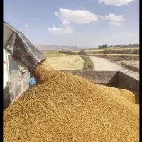 برنج ایرانی عنبربو کامفیروزی و چمپا کالابرگ فعال