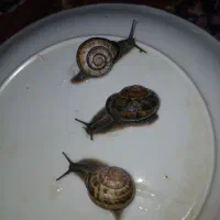 حلزون