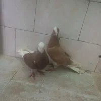 کبوتر کشکیله