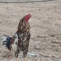 خروس لاری چیل