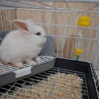خرگوش لوپ اوکراینی