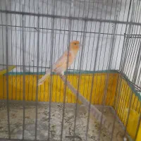 قنار ماده و نر