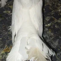 دم چتری و خال آبی