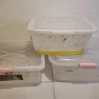 باکس حلزون و میلورم