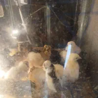 جوجه مرغ سلطان و مینیاتوری
