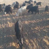 ۶۰راس بز